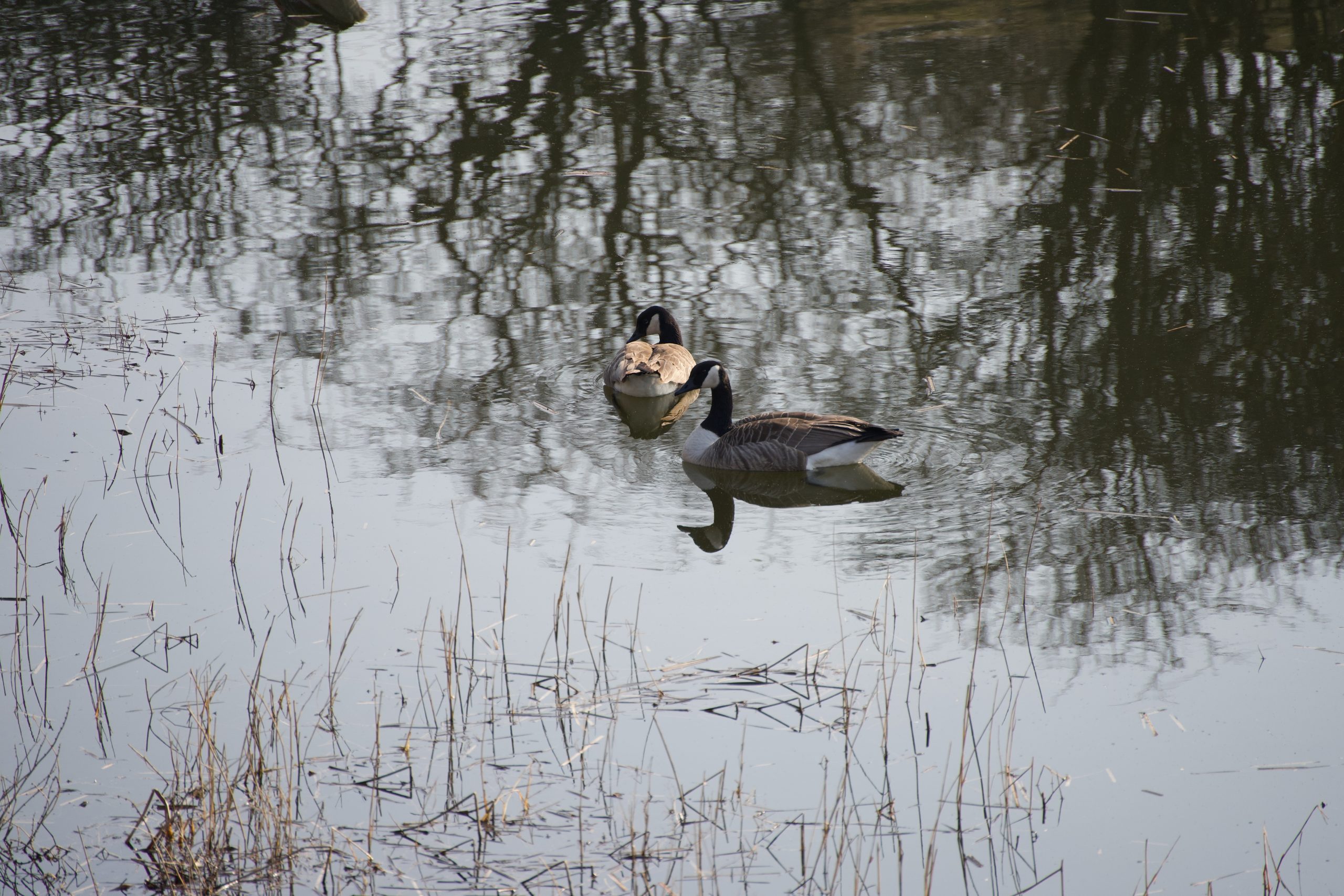 Wijk aan zee Noord hollands duin