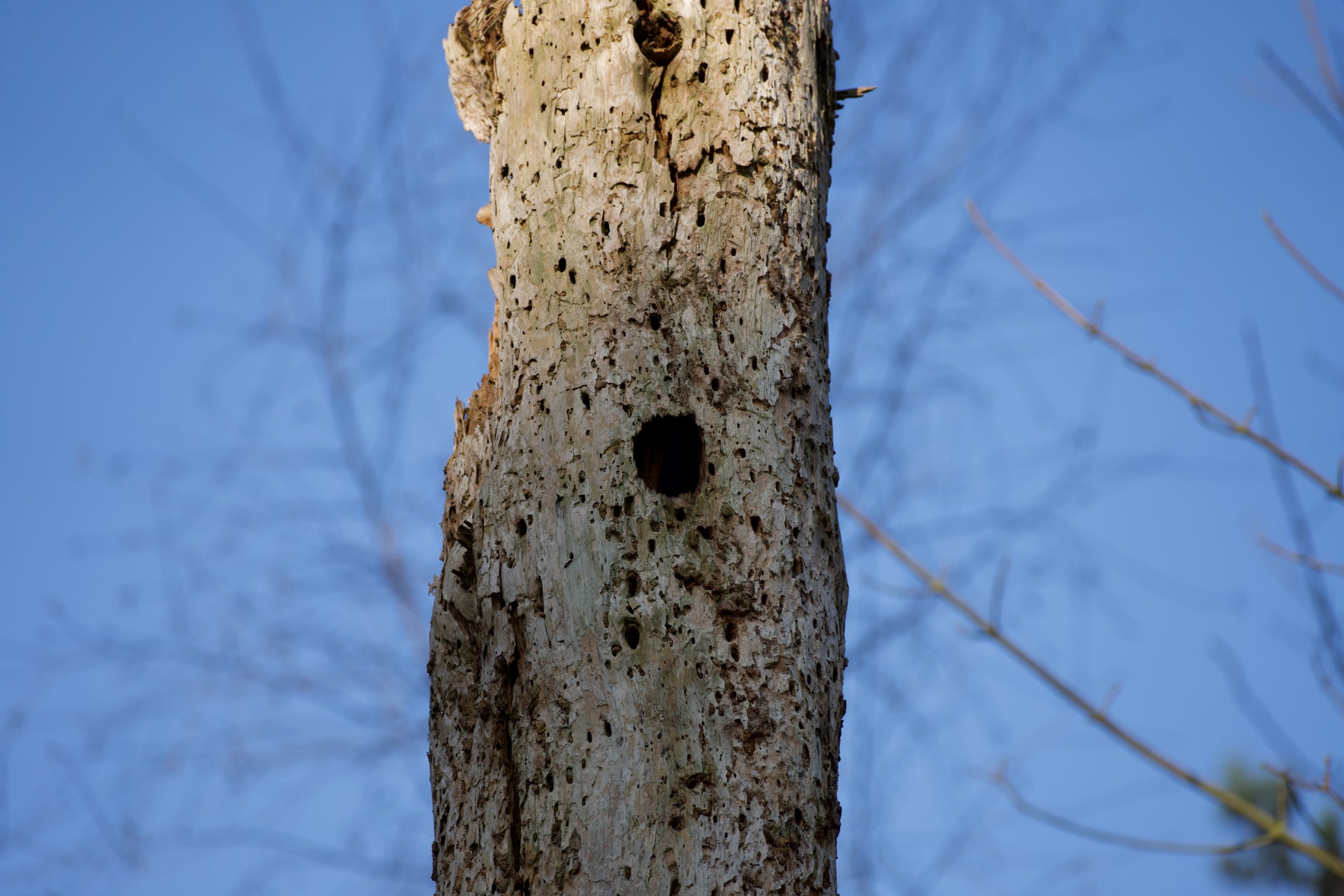 Wijk aan zee Noord hollands duin