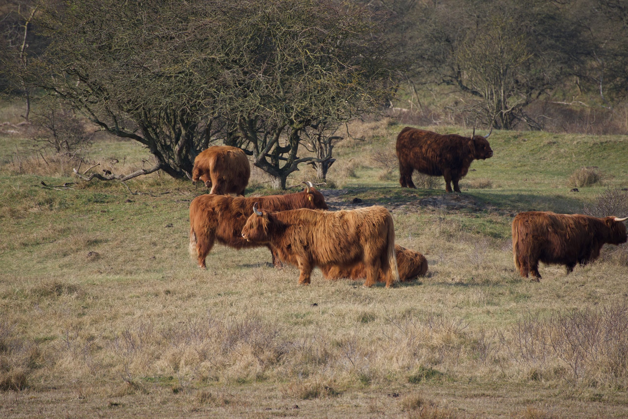 Wijk aan zee Noord hollands duin