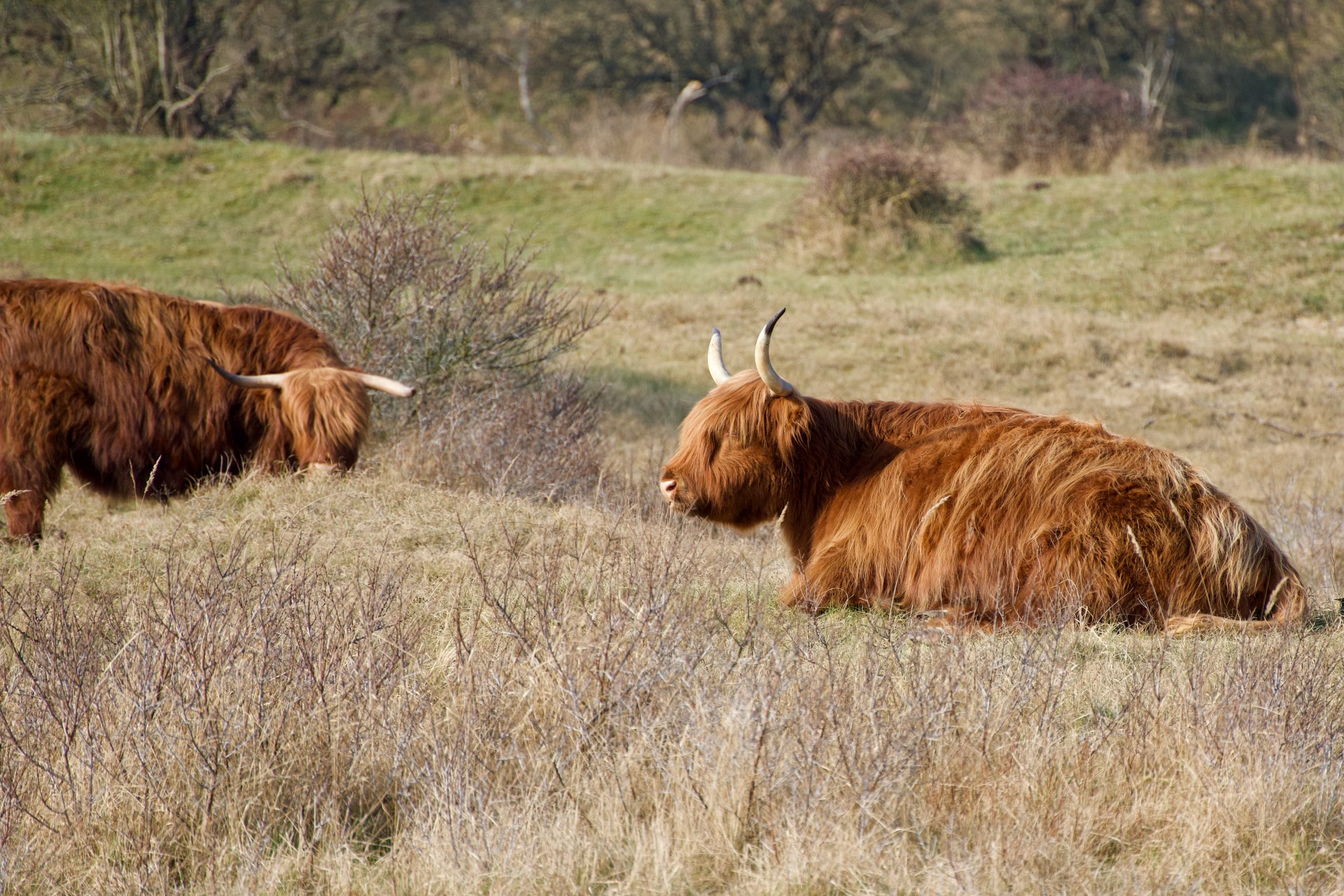Wijk aan zee Noord hollands duin